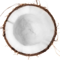 Coconut Nectar