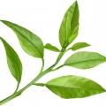 Lemon Leaf